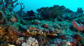 Crocodile fish Chilling.