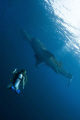 2 Whalesharks and 1 Diver
shot with Canon 1 D Mark II N and Tokina 10-17mm FE-Zoom
Location: Cenderawasih Bay West Papua