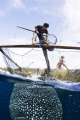 Fisherman is feeding Whaleshark with anchovies