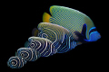 The emperor's new clothes... compilation of different color phases of the emperor angelfish. The 3 first images show the same individual photographed between December 2008 and June 2010...