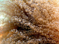 Bartholomea's hair.
Close up to the Anemone Bartholomea annulata. Photo taken while snorkeling in Colombian Caribbean. Canon G7.