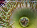 Anemone in tidal pools at Yaquina Head, near Newport, OR, USA. Shot with Canon A520 w/ Canon housing.