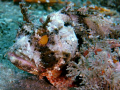 Scorpion Fish