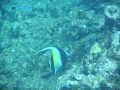 This picture was taken with a Sealife DC1000 on August 8, 2010 at sharks cove on the north shore of Oahu, Hawaii.  The picture is a of a moorish idol and it is zoomed.  I tried to get closer, but the fish swam under the reef.