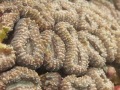 Macro shot for Hard coral at RED SEA - YANBU