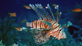 Lionfish.  This guy would let you photograph him all day.