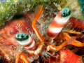 Close up eyes hermit crab. Picture taken in front the coast of Tamariu, Spain.
Spotted the hermit crab a the end of a beautiful dive at depth of 12 mtr.