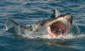 Shark caught near Cape town. Was making photos before diving with sharks in cage. Amazing ...