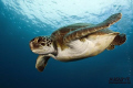 Green Turtle in Puertito de Adeje, Tenerife