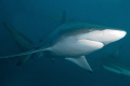 This is a black tip, we were actually there for the tiger sharks, but these were good enough for me.