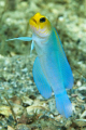 Yellow Head Jawfish at Riviera Beach Lagoon. Taken with Olympus E-520 with Inon strobes. It was hard to get a sharp photo they move so fast