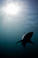 Black Tip shark, pictured at Aliwal shoal, whilst on a tiger shark dive