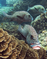 Plectorhinchus chaetodonoides, better known as a 'spotted sweetlips' or the Mick Jagger fish, is beloved by all who visit Hastings Reef, GBR, ususally because of his big fat kissable lips! Taken with a cannon G10 and D59 strobe.