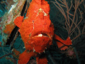 frog fish