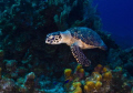 Friendly Hawkbill Sea Turtle!  Taken with Nikon D300s using Tokina 10-17 wide angle lens and two Sea/Sea YS110alpha Strobes.