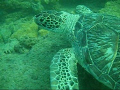 Saw this sea turtle off of pompano beach in Florida, It was resting on the bottom at about 20 feet deep. It was intresting because we swam directly out from a sea turtle nest that was on the beach. It looked at us curiously which was cute too.