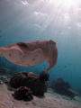 Taken in Bali waters, the Cuttlefish poses in the spot light of the sun