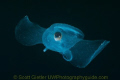 Sea Butterfly, a pelagic gastropod taken on a blue-water dive in Southern California, with 1,000ft of water below me. Nikon 60mm lens, small dome port.