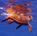 This is a Hawksbill turtle on the reef in West Bay, Roatan, Honduras