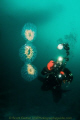 Pelagic salp (A Tunicate), drifting by, taken in California with 1,000ft of water under us.