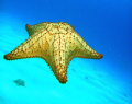 Flying Starfish on West Bay reef, Roatan.