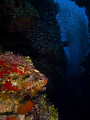 Large school of silversides at Big Tunnels in Grand Cayman.  Taken with Nikon d300s using Tokina 10-17 wide angle fisheye lens.