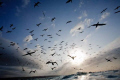 This is the view of the diving cape gannets, just as i surfaced after my baitball dive