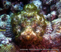 this estuarine stonefish just looks so happy ,from this angle he looks like he is wearing a bowler hat