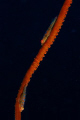 2 gobies on a whip coral. Very first shot of the vacation!!