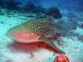 this leopard shark is usually found laying on the bottom during the day,i dropped down nice and slowly to get within 3 feet of her to get this shot the camera i used is a panasonic DMC-FT1 in underwater mode