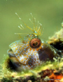 Seaweed Blenny