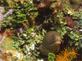 Moray, North Bahamas, West End