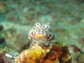 i don't know the name of the fish.Fish looks like posing on top of a small coral looking at my camera (Canon G10 w/canon housing and Ikelite AF35 strobes). Took the picture around 10am in Layag-layag Bahura divesite in Anilao, Batangas