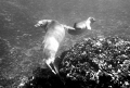 Two Hawaiian Monk Seals