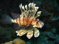 Lionfish, housereef Hamata