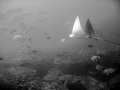 Spotted  Eagle Ray among a school of bigeye trevally