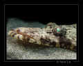 Crocodilefish with its persant glance - Egypt - Canon S90 with hand torch light