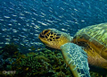 found this turtle on the reef swimming with a swarm of sardines as the background.  shot with a 450d, 18mm lens, one strobe.