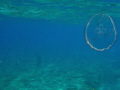 Jelly looks transparent. off Boynton Beach, Fl