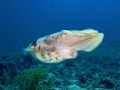 Sepia (cuttlefish) taken with a fuji f31 + intova strobe off Bangka, North Sulawesi