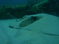 Large Ray covered for camo in sand. Seen snorkeling rocks off Boynton Beach Fl. photographed by a friend