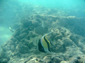 Moorish Idol at Hanauma Bay on Oahu, HI.  This little guy was pretty friendly