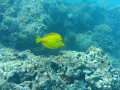 Yellow Tang at Hanauma Bay