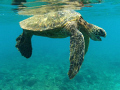 Huge sea turtle at Napili Bay, Maui (Hawaii, USA).  Taken with HP digital camera, with custom u/w housing.