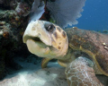 Loggerhead in John Pennecamp Park