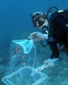 Lionfish have invaded the Keys.  Patti Gross is a part of the effort to capture and kill these predators