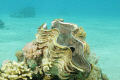 Giant clam!