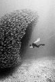 Akule Bait Ball in Keauhou, Hi. This was taken on film with a nikonos V / 20mm sea&sea, while freediving (breath hold diving, no tanks).  Depths up to 70ft.