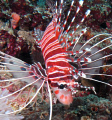 baby lionfish!