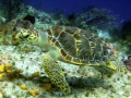 sea turtle, photo taken in cozumel mexico in about 45 ft of water on a guided dive to palancar reef using fuji e900 w/red filter